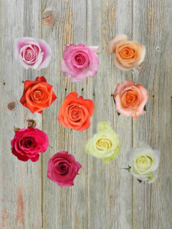 MOTHER`S DAY 2026  COLOR ROSE ASSORTMENT